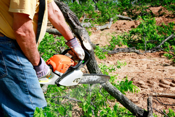 Emergency Storm Tree Removal in Syracuse, UT